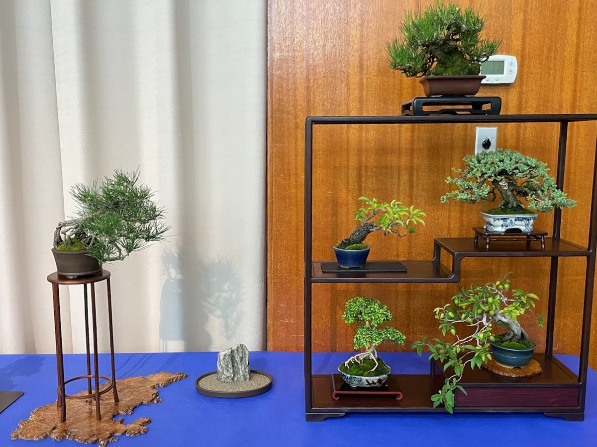 Shohin display from our club's #bonsai show.