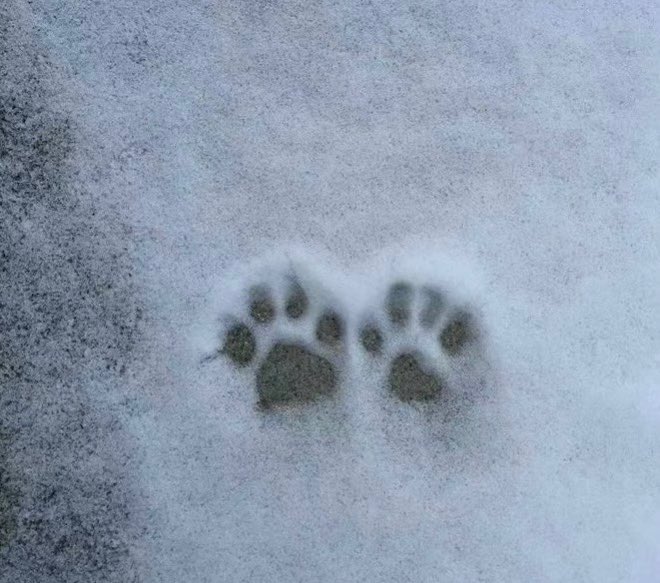 来吃点纯爱叭

天气大降温之后就会期待初雪，不管是在户外淋一身细雪，带着湿气和恋人拥抱互传温度。
亦或者是一起缩在温暖的房子里，翻翻感兴趣的书，或是做着各自的事，你在看书，他在看你，还有雪落下的白噪音。
闲趣之时看看喜欢的番，围同一条厚毯，喝着热可可，在温暖的房间里面观赏雪的来临。