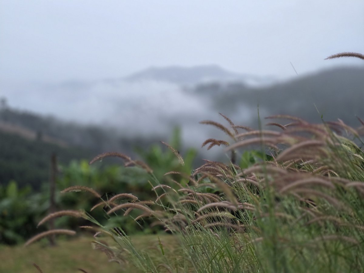 เช้านี้ที่ ทะเลหมอกหยุนไหล