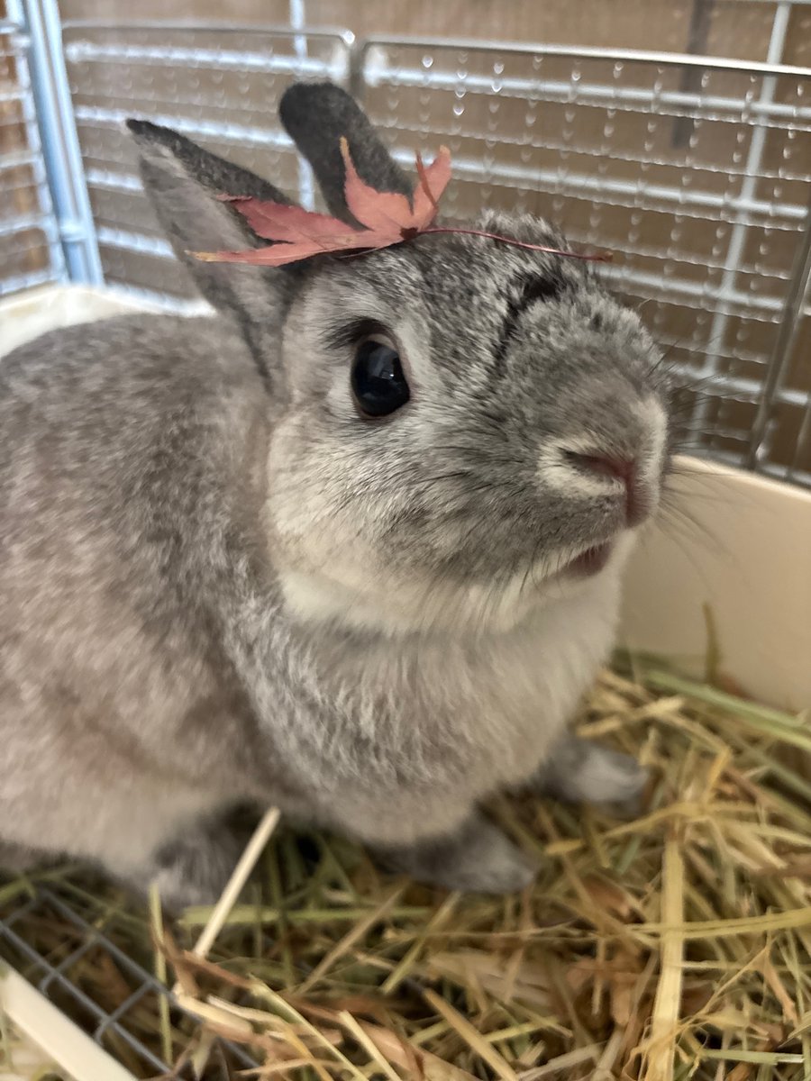 Sibamata0301's tweet image. 🐰⁉️