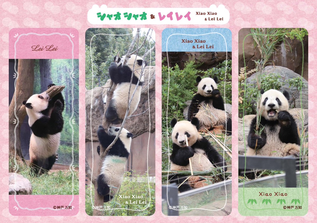 技術評論社パンダ部 (@gihyo_panda) / Posts / X