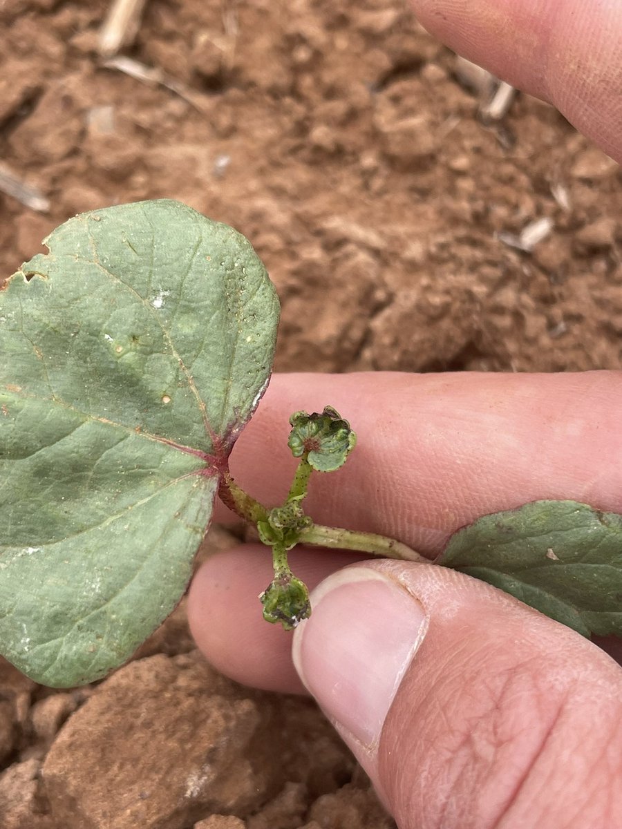 After some cooler weather thrips are really making their mark on crops. While late season thrips are great for predating on mites, early season they live and feed on seedling terminals. This coupled with cool weather means the crop cannot grow away from them. 👀 monitoring damage