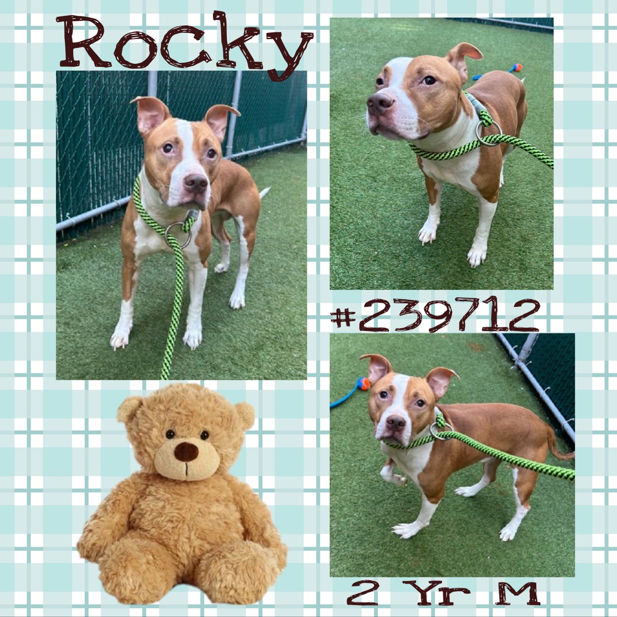 Quinnqueens's tweet image. 🤎 R͙O͙C͙K͙Y͙ 🤎
#239712 #MACC 2 Yr M
TBK 11/11 #RescueOnly
Rocky was an owner surrender/playful in former 🏡. Now he’s fearful, trembling &amp;amp; stressed. Has otitis externa &amp;amp; needs all adult 🏡. He’s longing 4 prev 🏡 &amp;amp; all he knew #Foster #Pledge4Rescue
nycacc.app/browse/239712⬇️