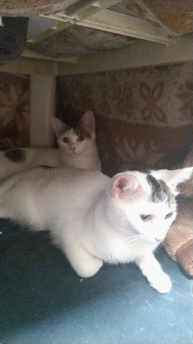 猫目 マンチカン(長足)【愛知県・男の子・2025年8月13日・クリーム