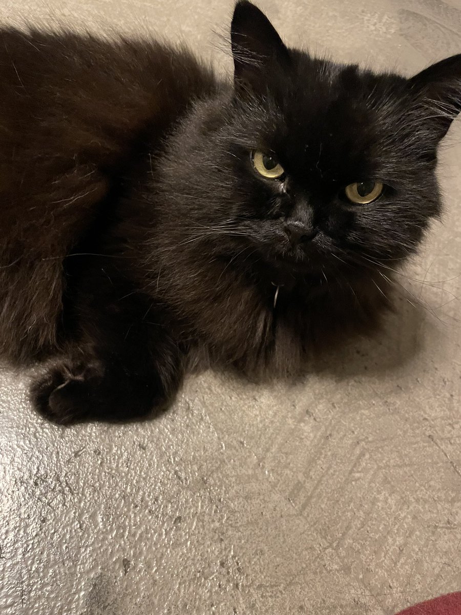 Маруся tweet media