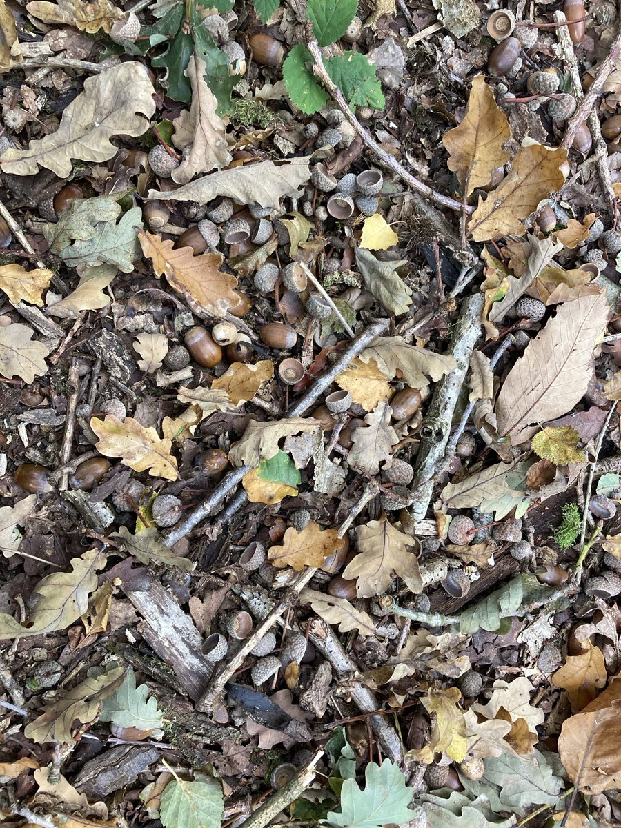 We have installed new carpet in our woodland

I think you will agree, it is most appealing ☺️