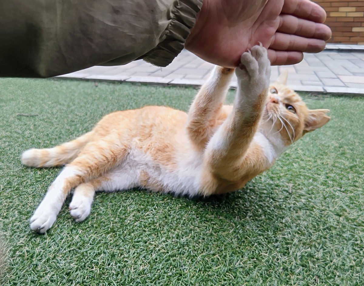 CROWSOFGANGSTA's tweet image. 死は刻一刻と迫ってるから
雑魚に構ってる暇はねぇ😼