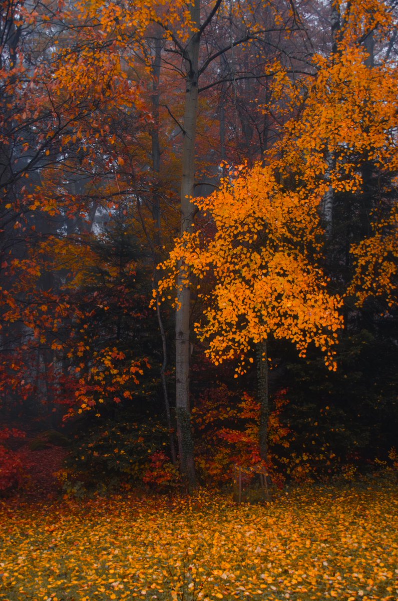 Adrian Limani tweet media