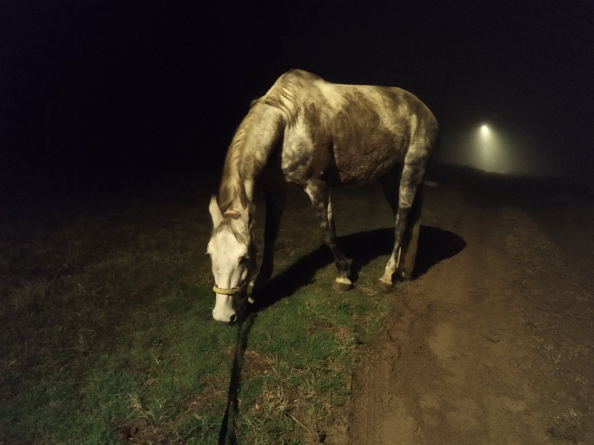'i came at night because my horse had colics' kind of aesthetic