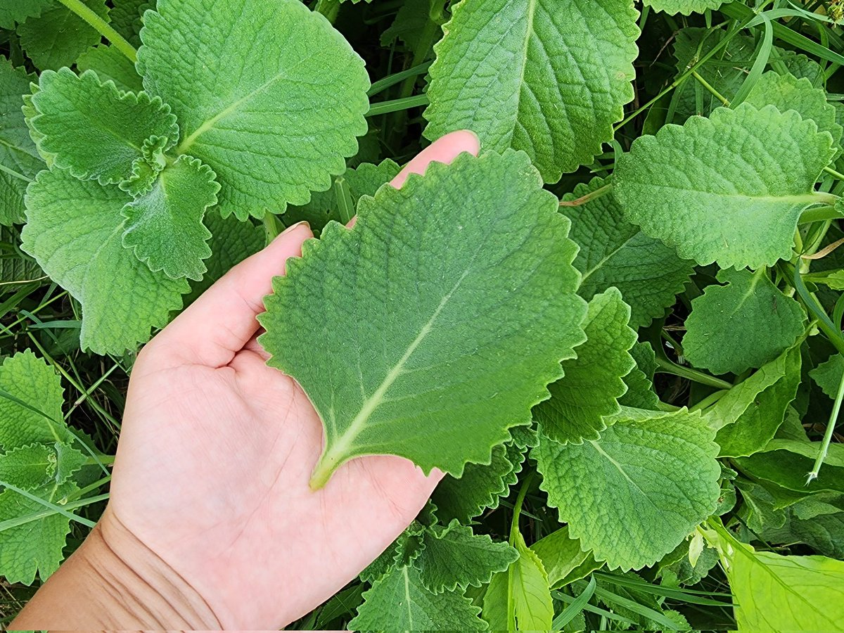 <a href="/Halimaprinces/">Mimah ❤️</a> Get this. Boil the leaves and let her drink twice daily for 2 weeks. It will be gone for good.