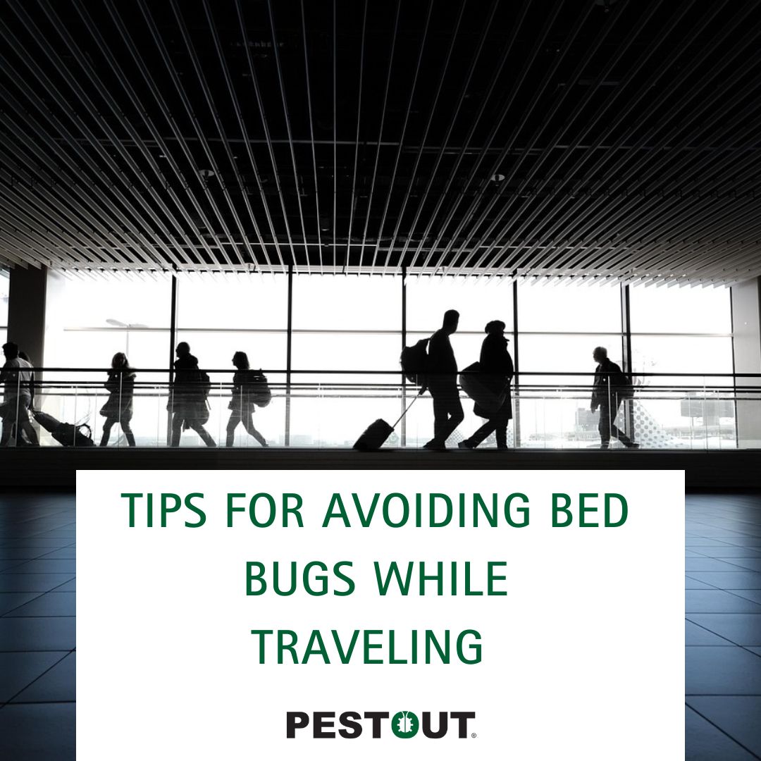 PestOutHR's tweet image. It&apos;s the time of year for travelling. The last thing you want is to come home with uninvited guests. ✈️

Check out our blog post for tips on how to avoid bed bugs this holiday season! 😱

757-737-8688
pestout.com/blog/2024/janu…

#PESTOUT #pestcontrol #HamptonRoads #Virginia