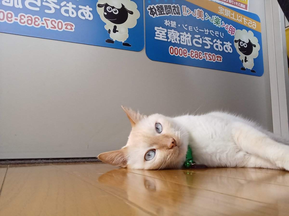 Hiroshi1970Cat's tweet image. ☀️🙋‍♀️❗おはよう笹かま🥤ファンタひろし🌞　今日も✊‼️元気だ。😡忙しい‥　よろしく😃✌️

#ねこ宇宙 #看板ねこ #まねきねこ #笹かま猫 #ねこのいる整体サロン #ファンタ