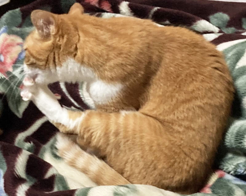 ハッピーにゃんにゃん on X