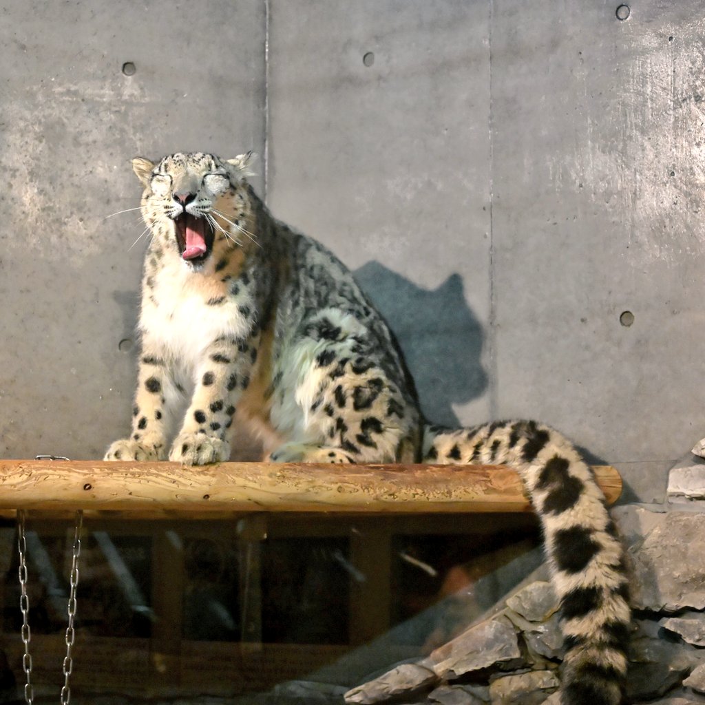 y*u様 レイミア　モッキンバード かのん@ぐんまにぃさん on X