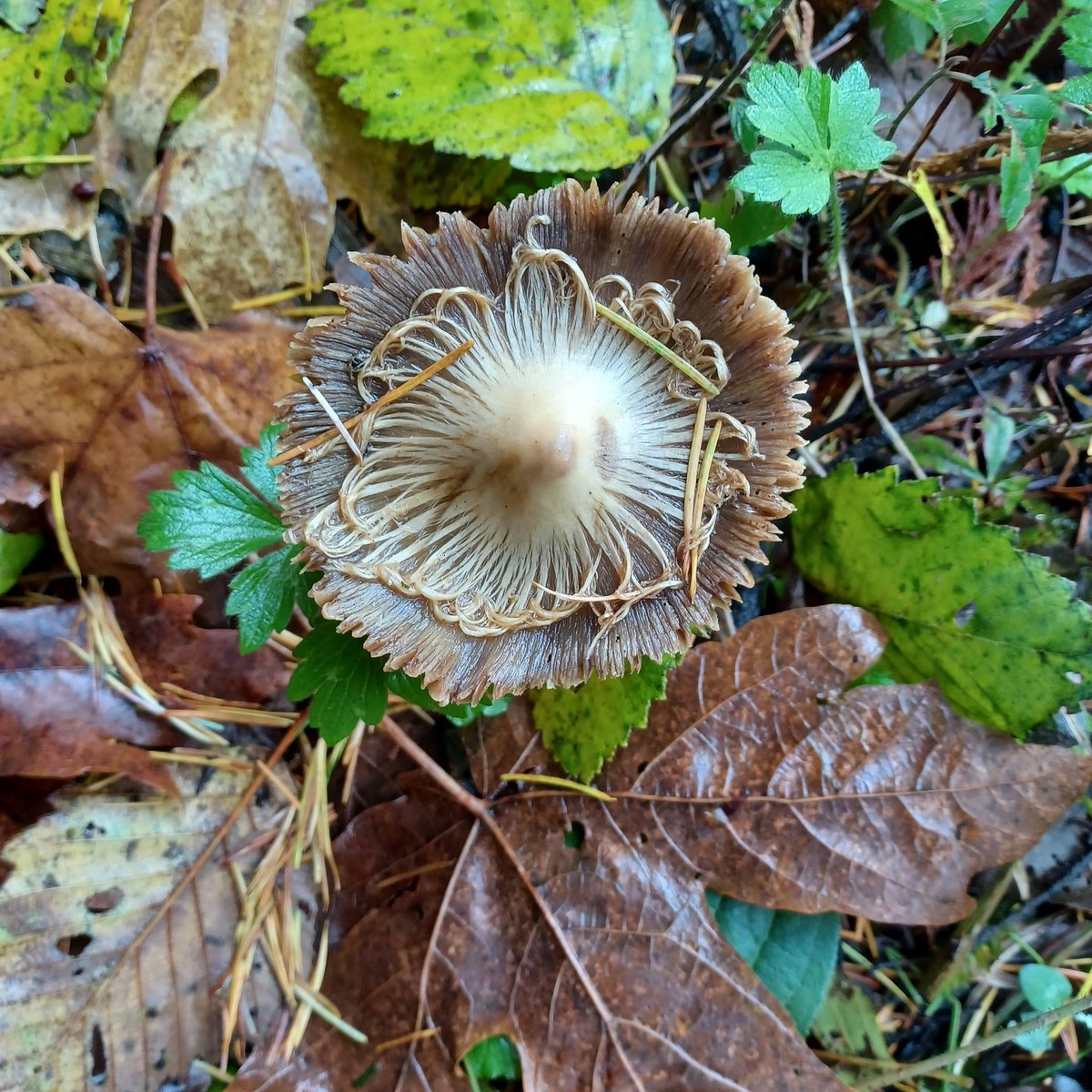 Mushroom Monday. Sooo many in our western Washington forests right now! #getoutside #PacificNorthwest