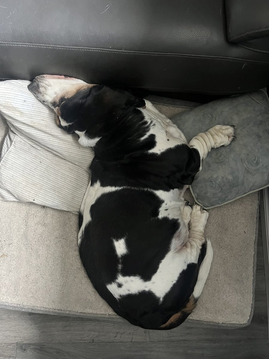 Shout out Ethan Kahl for joining the Patreon! Here’s how my lazy co-worker sleeps behind me in the office 😆🐶