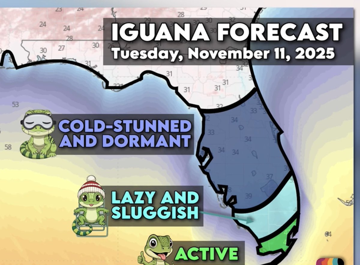 Look out for falling iguana! It’s winter in Florida!