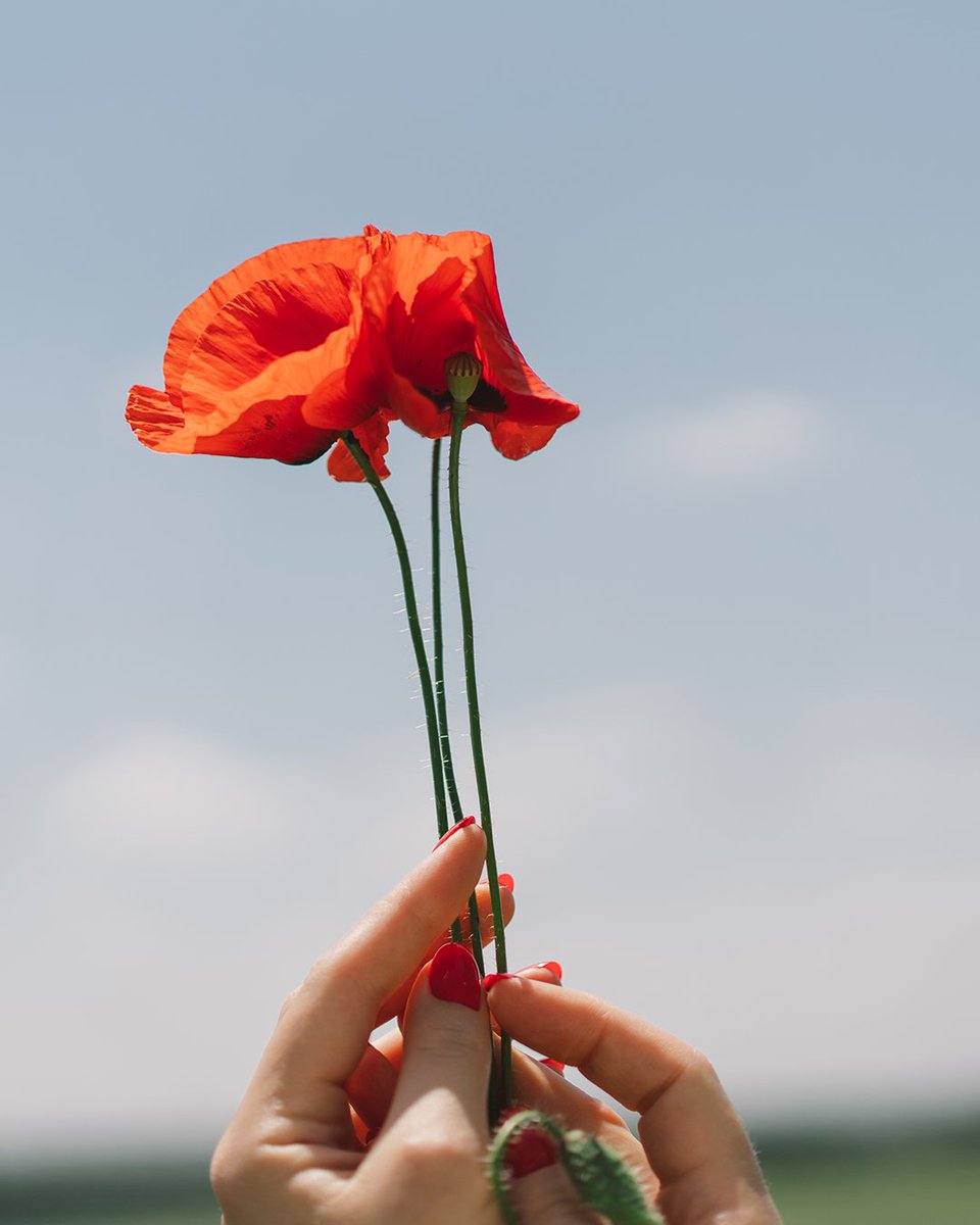 In Australia, at the 11th hour on the 11th day of the 11th month, we pause to remember them. 🇦🇺

Lest We Forget.