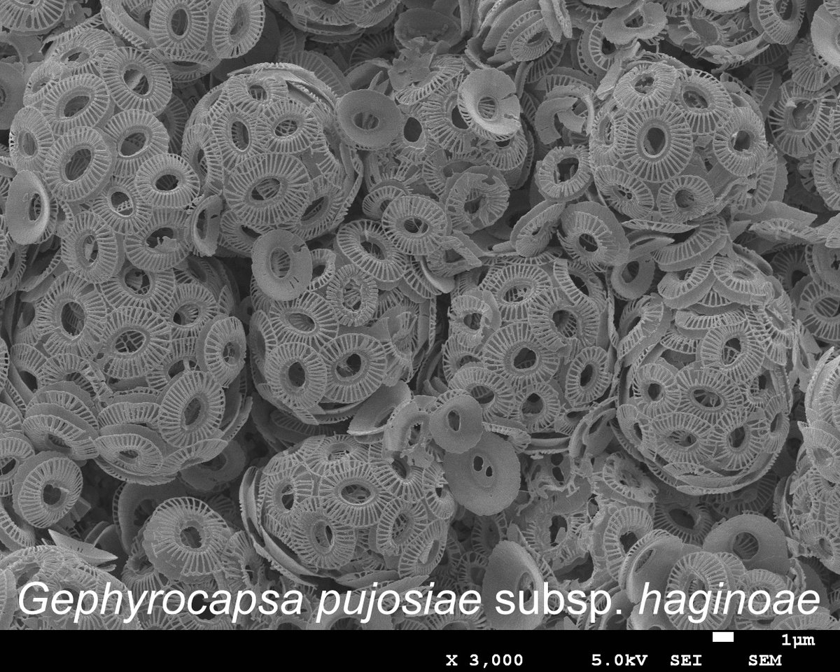 プエンテ (@y3puente) / Posts / X