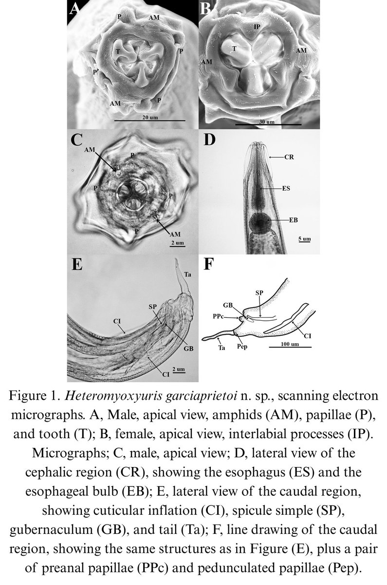 RevMexBio's tweet photo. Se describe una especie nueva del nemátodo Heteromyoxyuris, parásito de roedores, además se proporciona una clave para las especies del mismo. Heteromyoxyuris garciaprietoi n. sp. es la cuarta especie del género y la segunda descrita para México. Leer más: https://t.co/31QMzNqejE https://t.co/VEVQUxUciw
