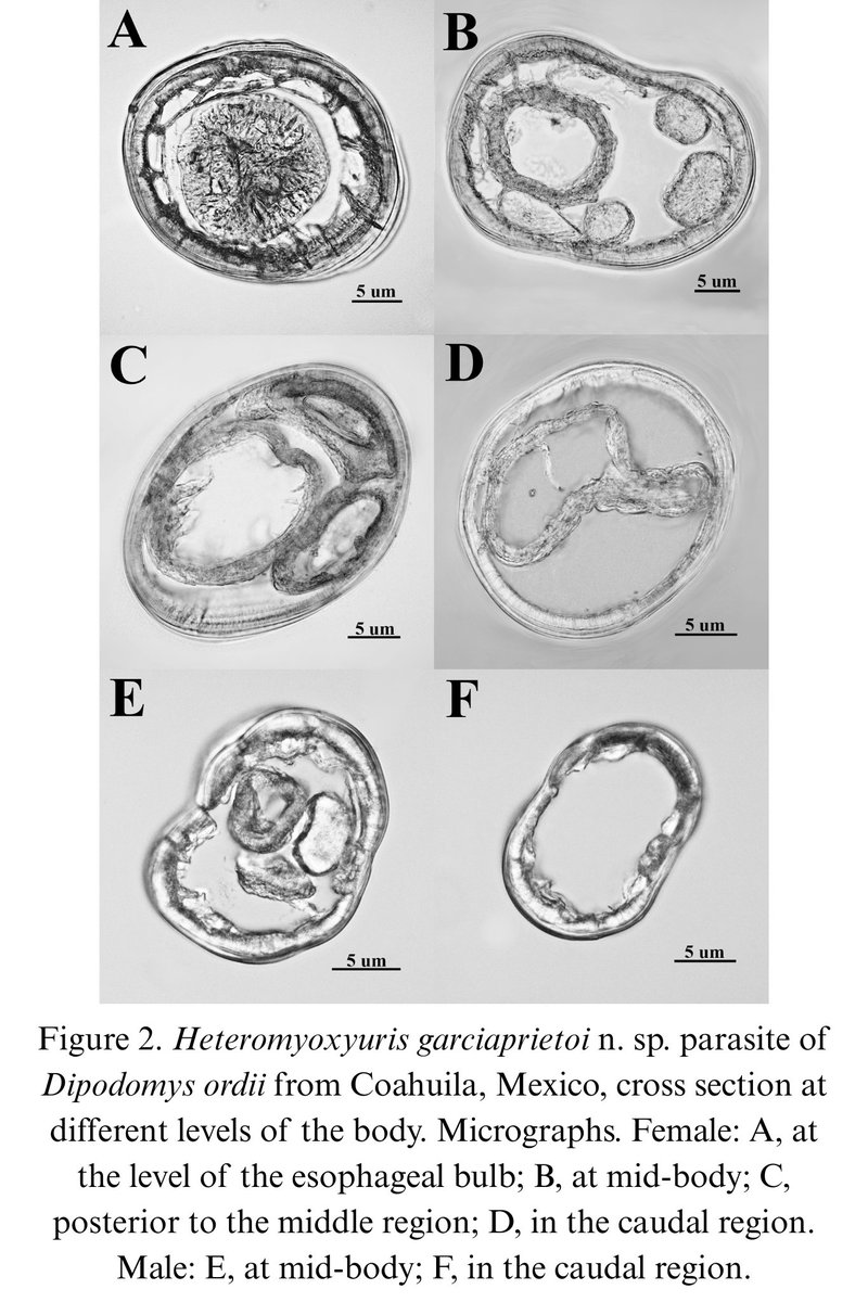 RevMexBio's tweet photo. Se describe una especie nueva del nemátodo Heteromyoxyuris, parásito de roedores, además se proporciona una clave para las especies del mismo. Heteromyoxyuris garciaprietoi n. sp. es la cuarta especie del género y la segunda descrita para México. Leer más: https://t.co/31QMzNqejE https://t.co/VEVQUxUciw