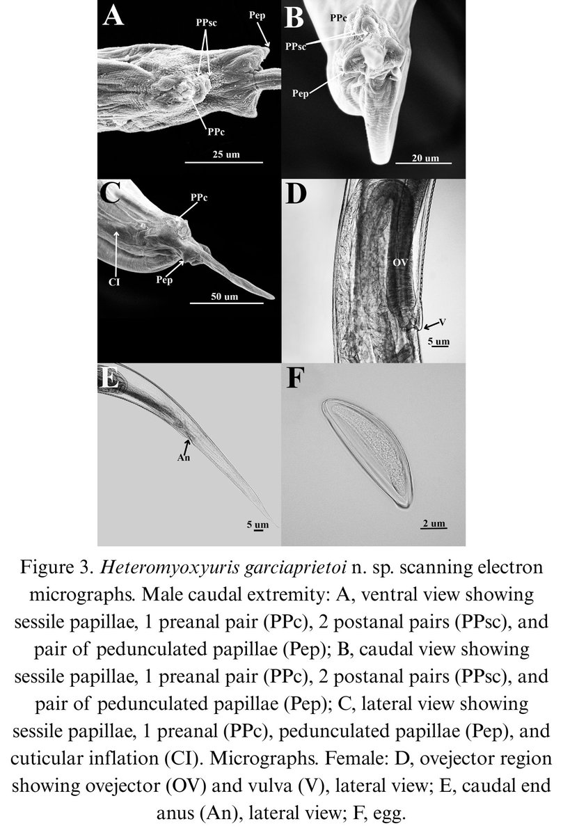 RevMexBio's tweet photo. Se describe una especie nueva del nemátodo Heteromyoxyuris, parásito de roedores, además se proporciona una clave para las especies del mismo. Heteromyoxyuris garciaprietoi n. sp. es la cuarta especie del género y la segunda descrita para México. Leer más: https://t.co/31QMzNqejE https://t.co/VEVQUxUciw