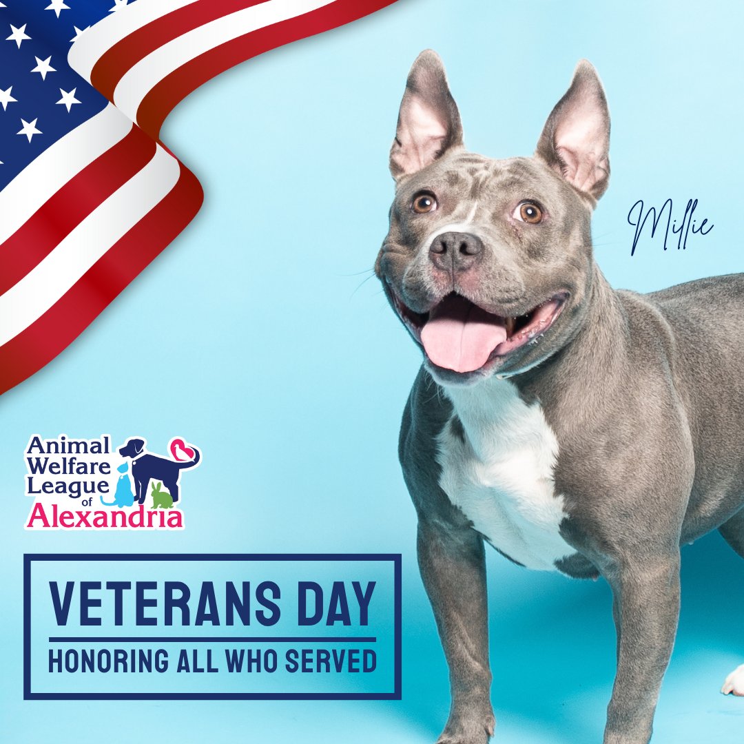AlexAnimals's tweet photo. We thank all who served and wish you a peaceful, happy Veterans Day! πΊπΈ We are open for animal adoptions from noon until 5 p.m. today. Come meet Millie and all her friends. #alexanimals #alexandriava #veteransday https://t.co/WP2jZXdVxY
