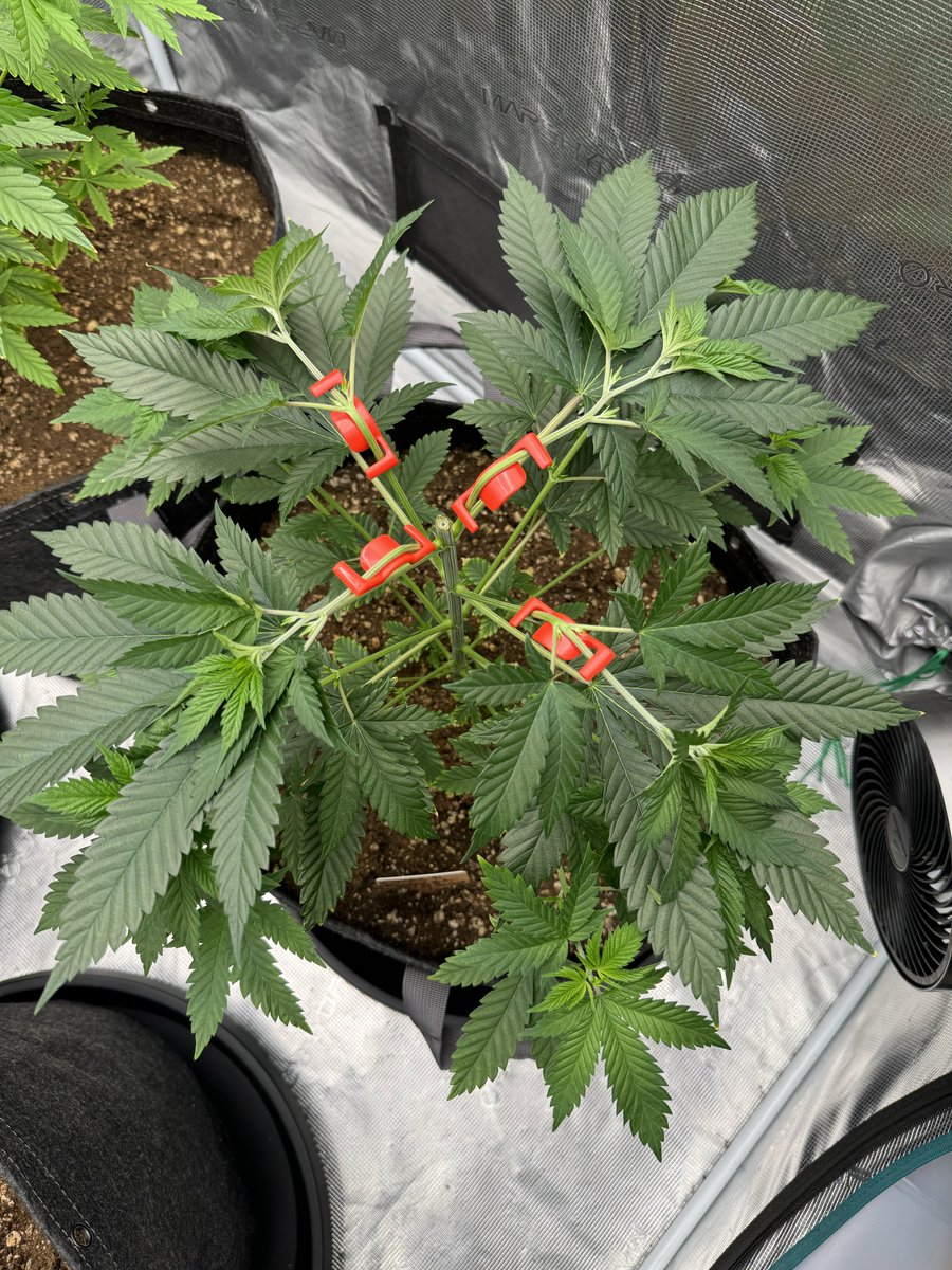 First time I’ve used <a href="/theBudTrainer/">BudTrainer</a> clips to train, and honestly I think I’ll need to get some more of these. Made LST very quick and easy 💚