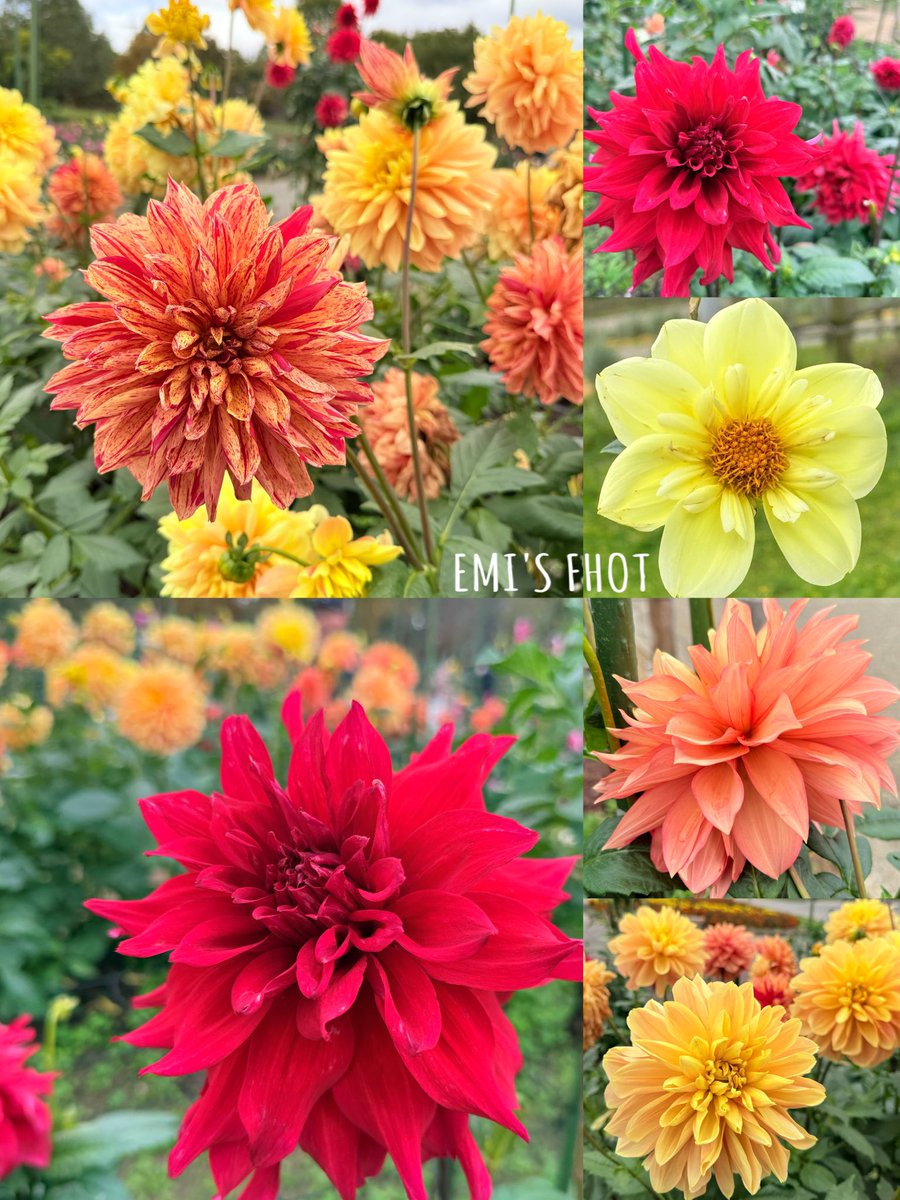 flower✿様ご相談ページ フラワー🌻 on X