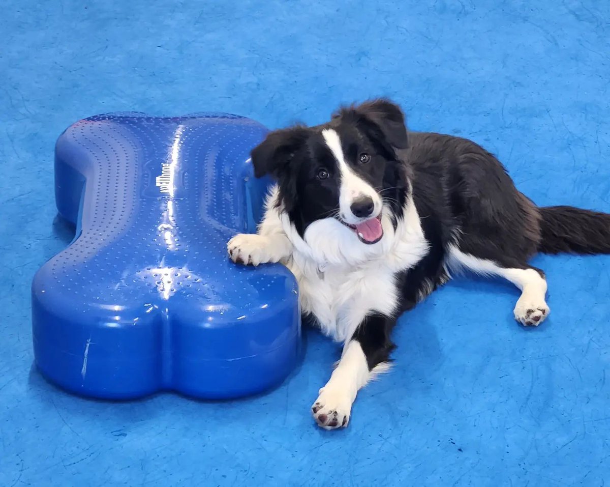 k9hikingbuddies's tweet image. Transform your dog's health with our six-week AKC Fit Dog class! 🐶 We focus on fitness, fun, and fundamentals. Perfect for every pup, no matter their fitness level. Find out more at wix.to/8FNpJ2g #DogTraining #FitDogs #PetFitness