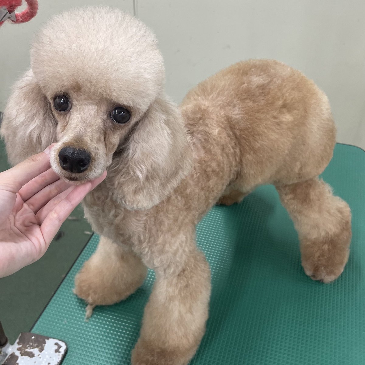 🐩 tweet media