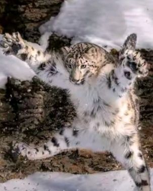 dansolicitor's tweet image. i was gonna say how there is absolutely no shot you can administer ecstasy via injection and that u were gonna die excrutiatingly then i realized u meant hormones. mb im #notverybright