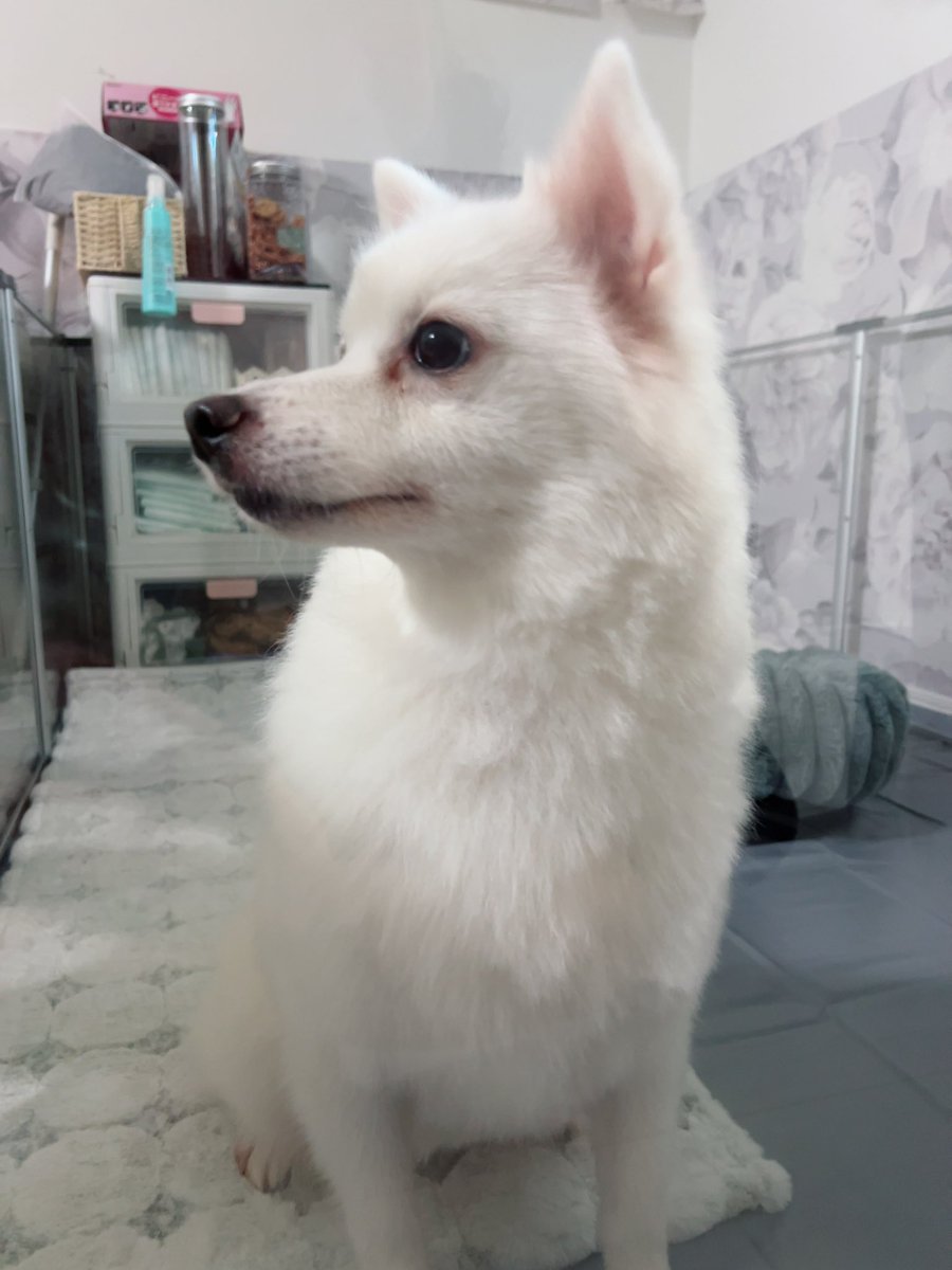 katsuki5720's tweet photo. 綺麗になってよかったねぇ〜！
このクルンとしたしっぽがたまんない( ˙꒳​˙ᐢ )⭐︎ https://t.co/ZW3VHYUUk7