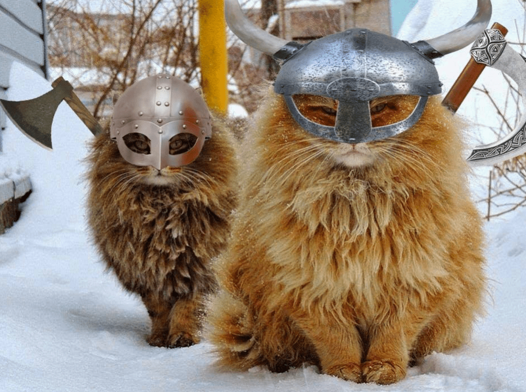 HJBlenkinsop's tweet image. The Norwegian Forest Cat (norsk skogkatt or norsk skaukatt) and its probable relative, the Maine Coon, are the only cats with &apos;beards&apos;. Likely brought to the US by the Vikings. #MythologyMonday #catlore