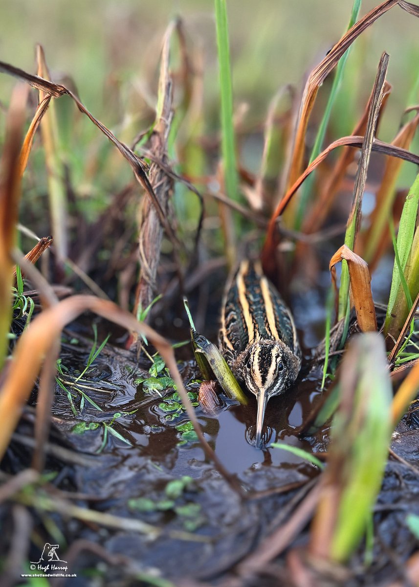 Jack Snipe in typical habitat and in typical 'you cannot see me' pose. Amazing birds! Pic taken over the weekend here in Shetland.