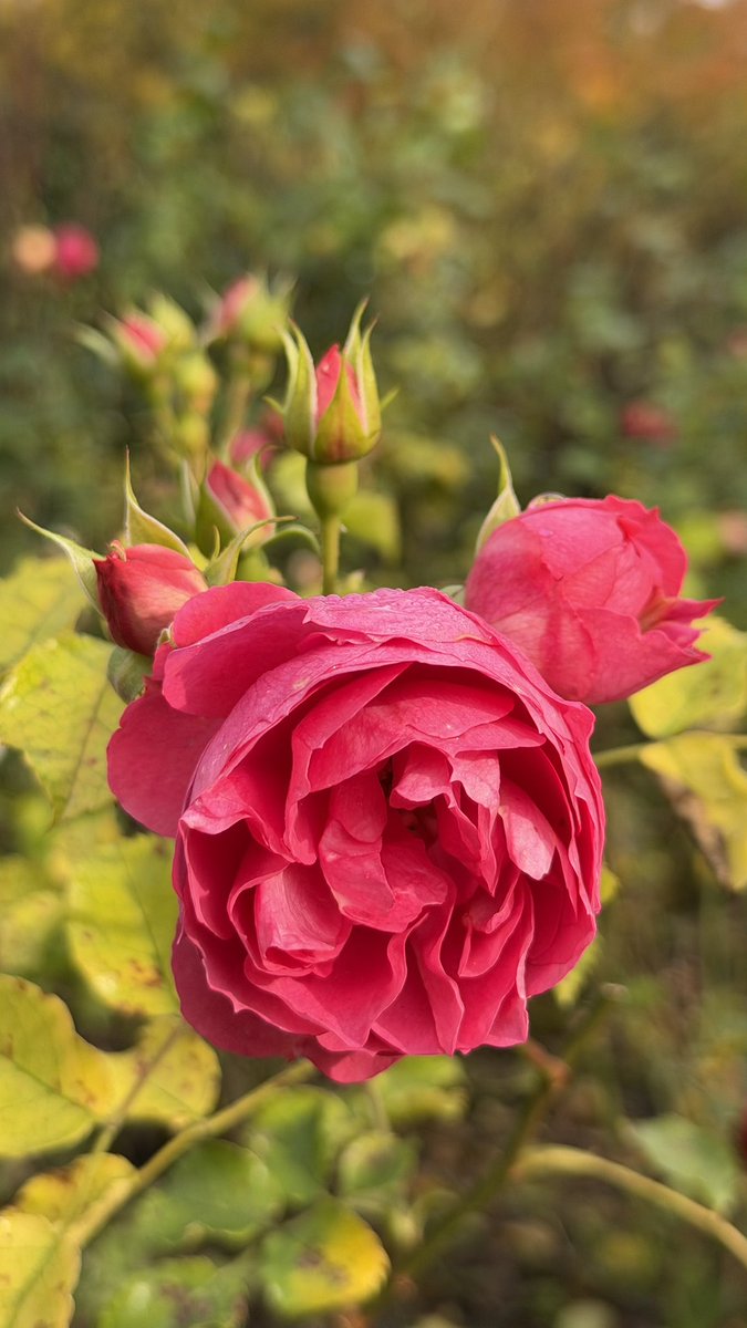 A positive mindset often wins! Leave the fear behind you and start now! ✨🥀