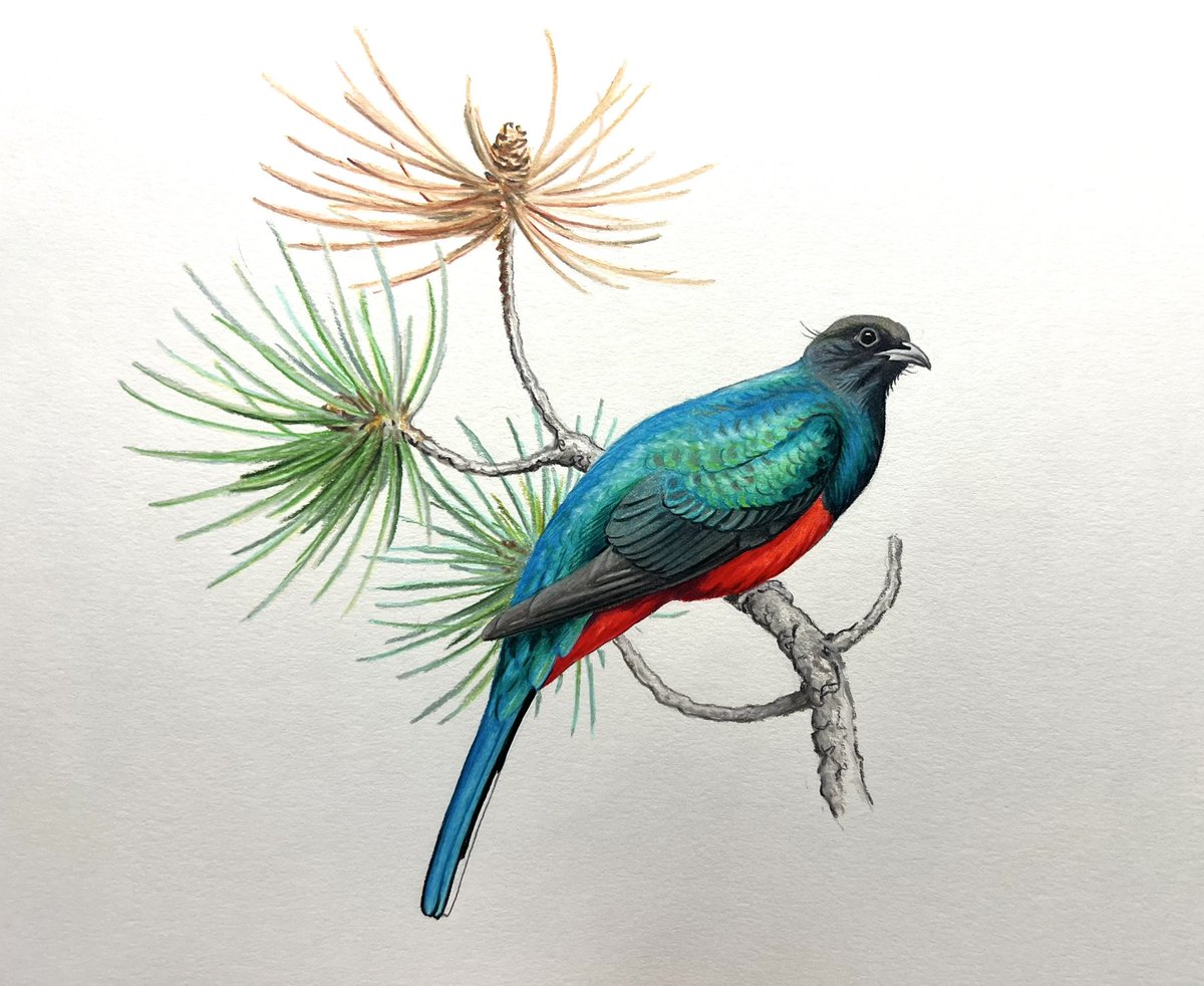 I like this quetzal drawing more than I liked that pie.