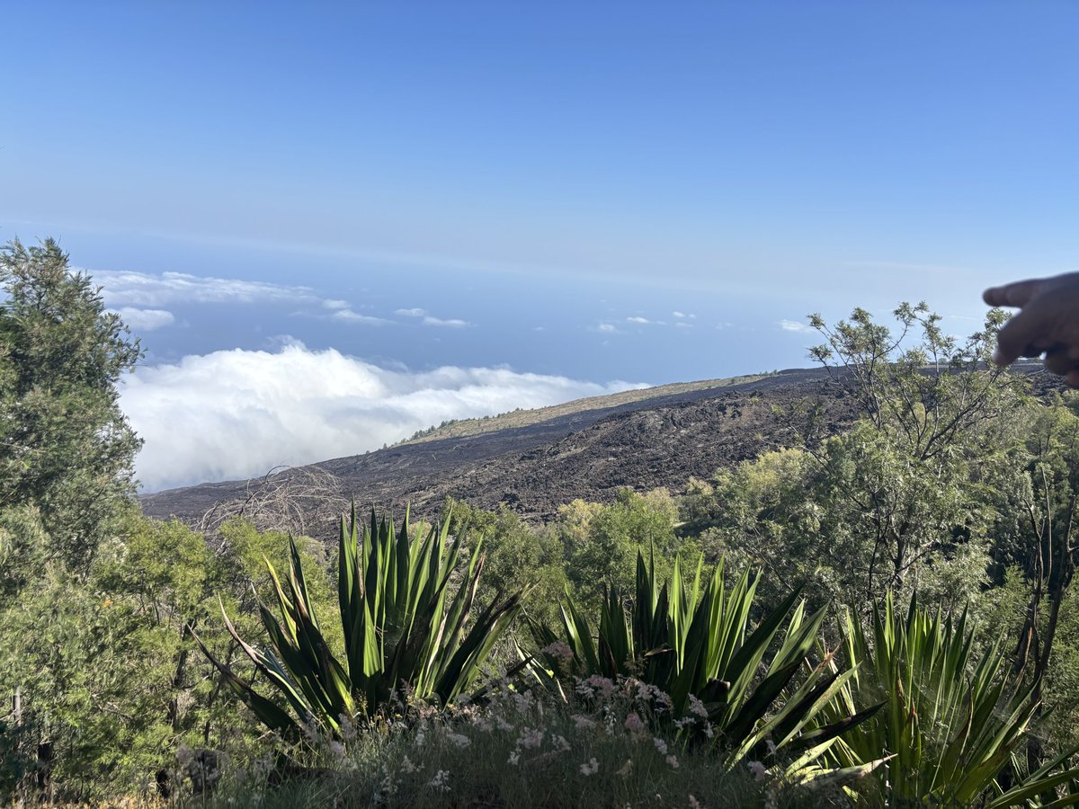 Alfredo Teixeira tweet media