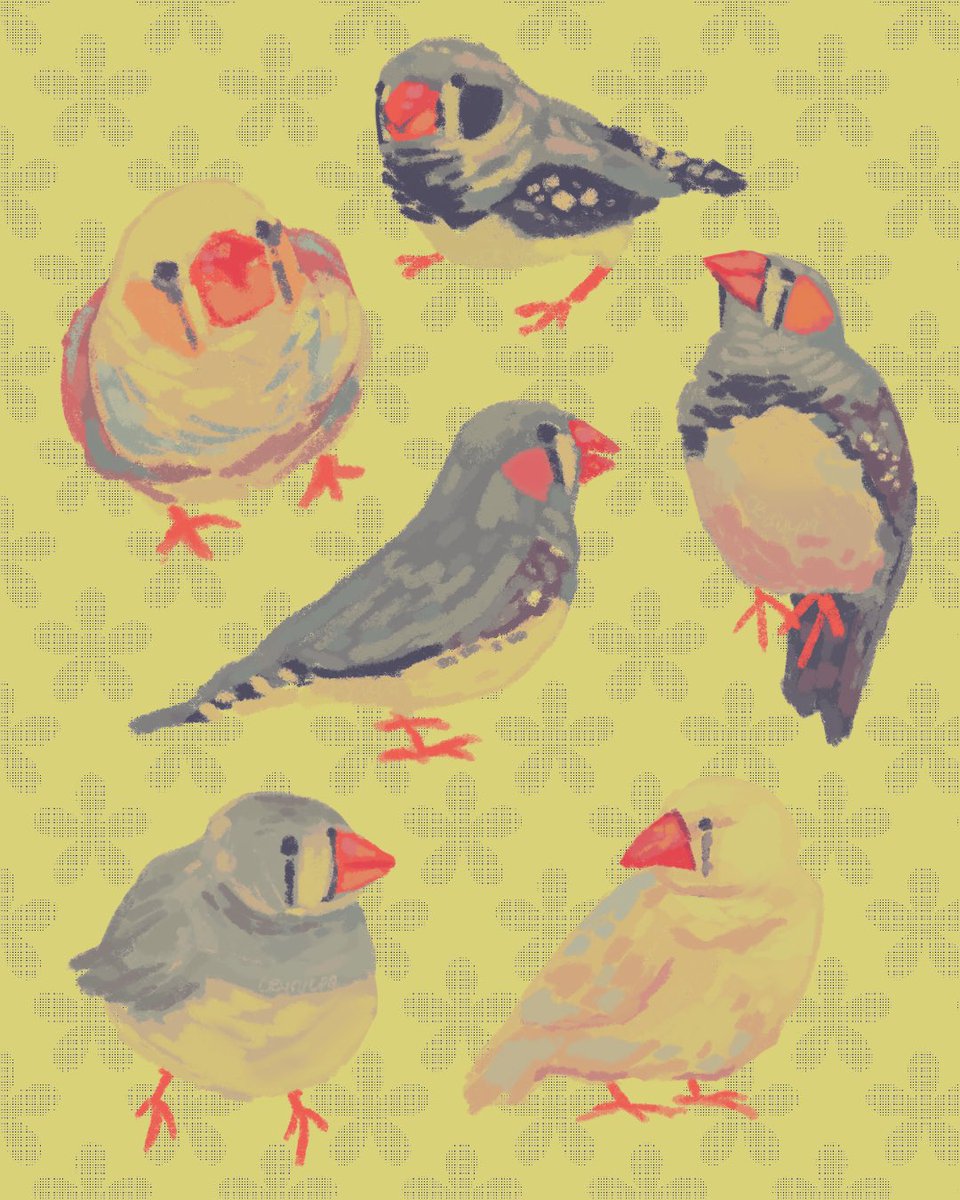 zebra finches my beloved ❤️