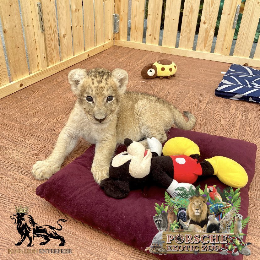 Porsche_shop99's tweet image. เจ้าป่าตัวน้อยแสนน่ารัก🦁💖

Little forest lord with great cuteness🦁💖

#porscheexoticzoo 
#porscheexoticzooadmin 
#porscheexoticzooofficial 
#lion