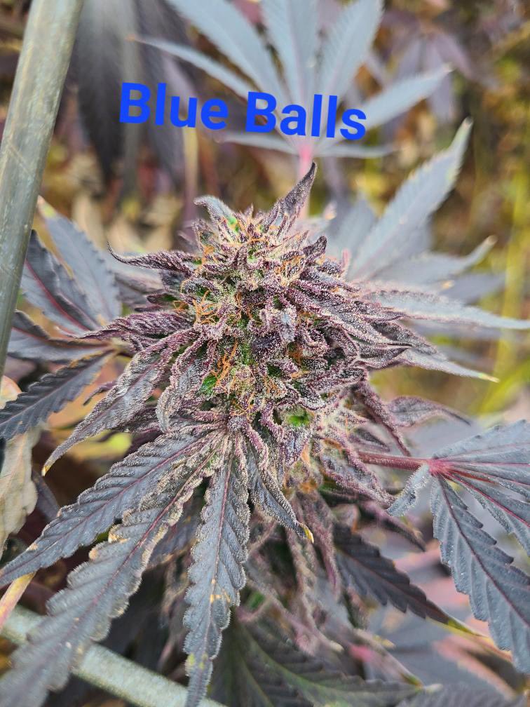 Outdoor Blue Balls #Weedmob #zeeds #zeedvault #cannabiscommunity #weedporn #highlife #budoftheday
Blue Balls is a fem seed line from the Grandma’s Cookies season 
Blue16 x Grape Gas Blue Banana