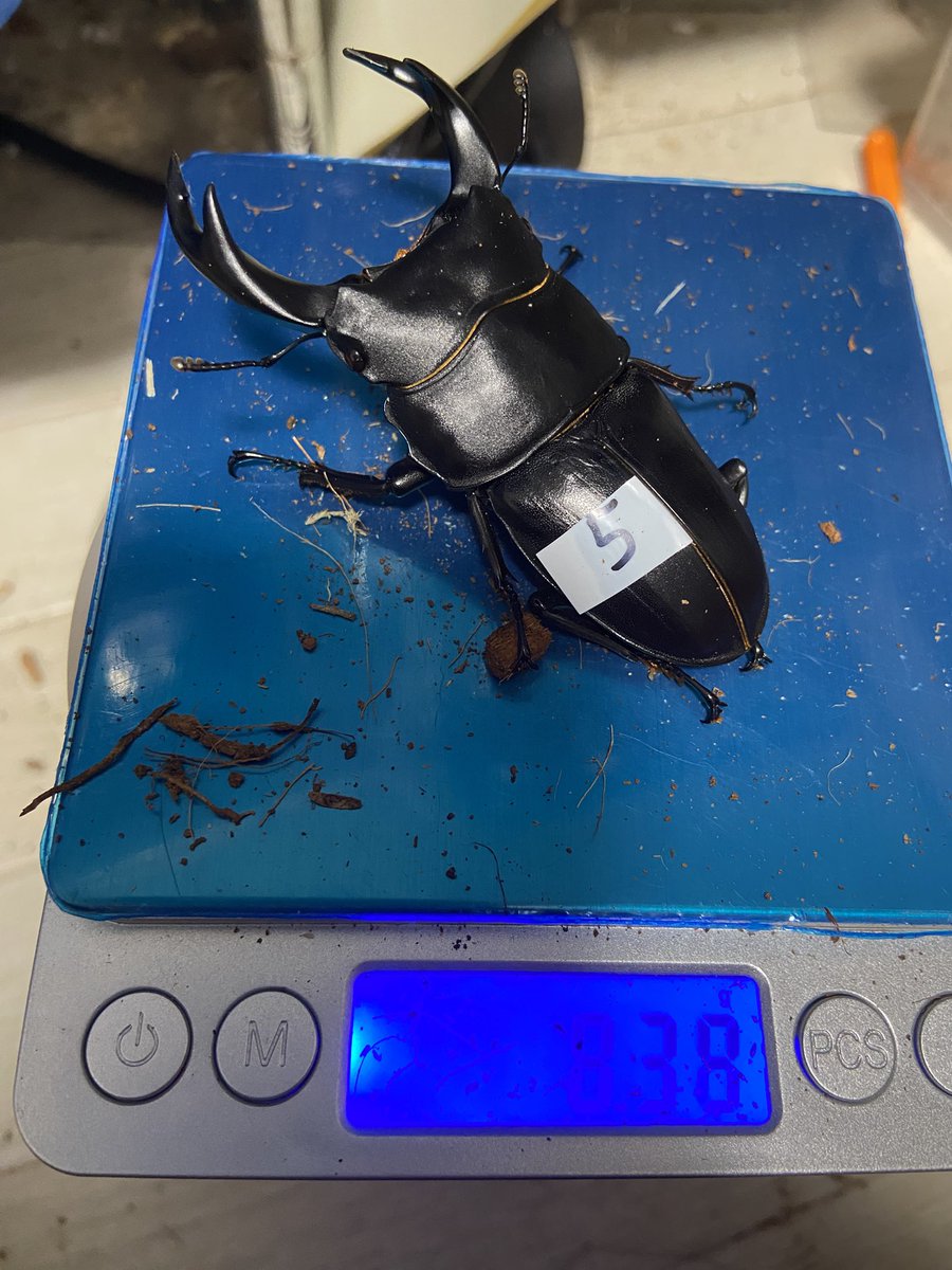 平田クワガタ on X