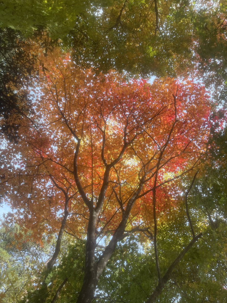 kayowell's tweet photo. 美味しい空気と、鮮やかな紅葉🍁そして、平和を祈りジョン・レノンお気に入りの美味しいパン屋さん🥖#2025軽井沢 #peaceful https://t.co/zsvVqEqF6u