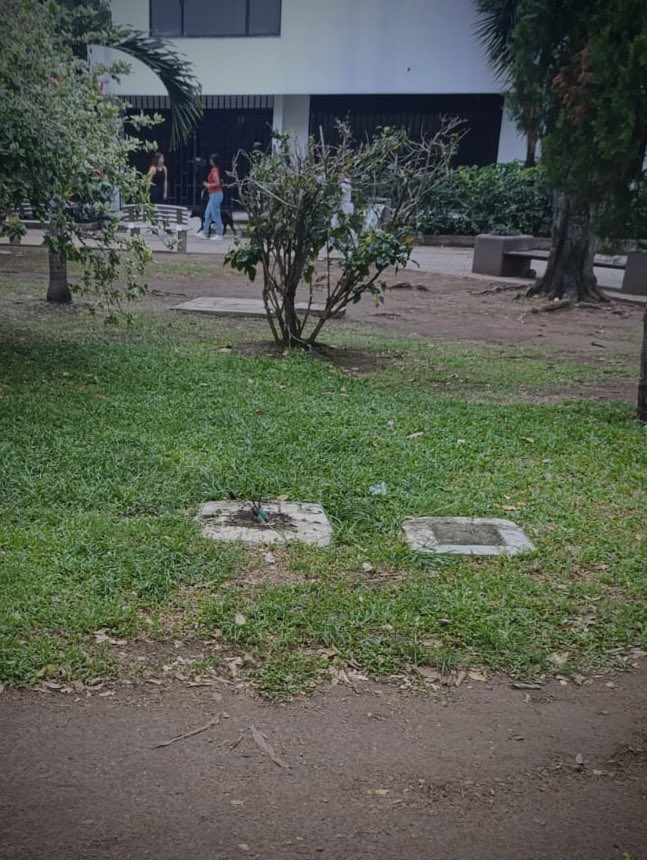 soyluisavilabga's tweet image. Hace unos días se reportó ante el Dadep Bga @AlcaldiaBGA la caída de un árbol que ocasionó la caída de un poste de luz en el parque San Pío. A la fecha, se ha avanzado en el proceso de atención; no obstante, es necesario realizar la recolección de los escombros restantes y sellar…