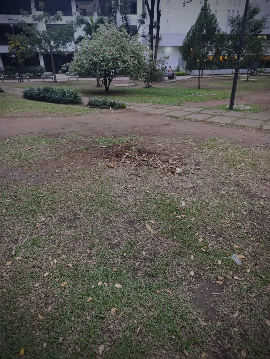 soyluisavilabga's tweet image. Hace unos días se reportó ante el Dadep Bga @AlcaldiaBGA la caída de un árbol que ocasionó la caída de un poste de luz en el parque San Pío. A la fecha, se ha avanzado en el proceso de atención; no obstante, es necesario realizar la recolección de los escombros restantes y sellar…