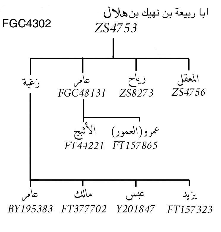 بنو معقل الحلقة المفقودة من بني هلال
