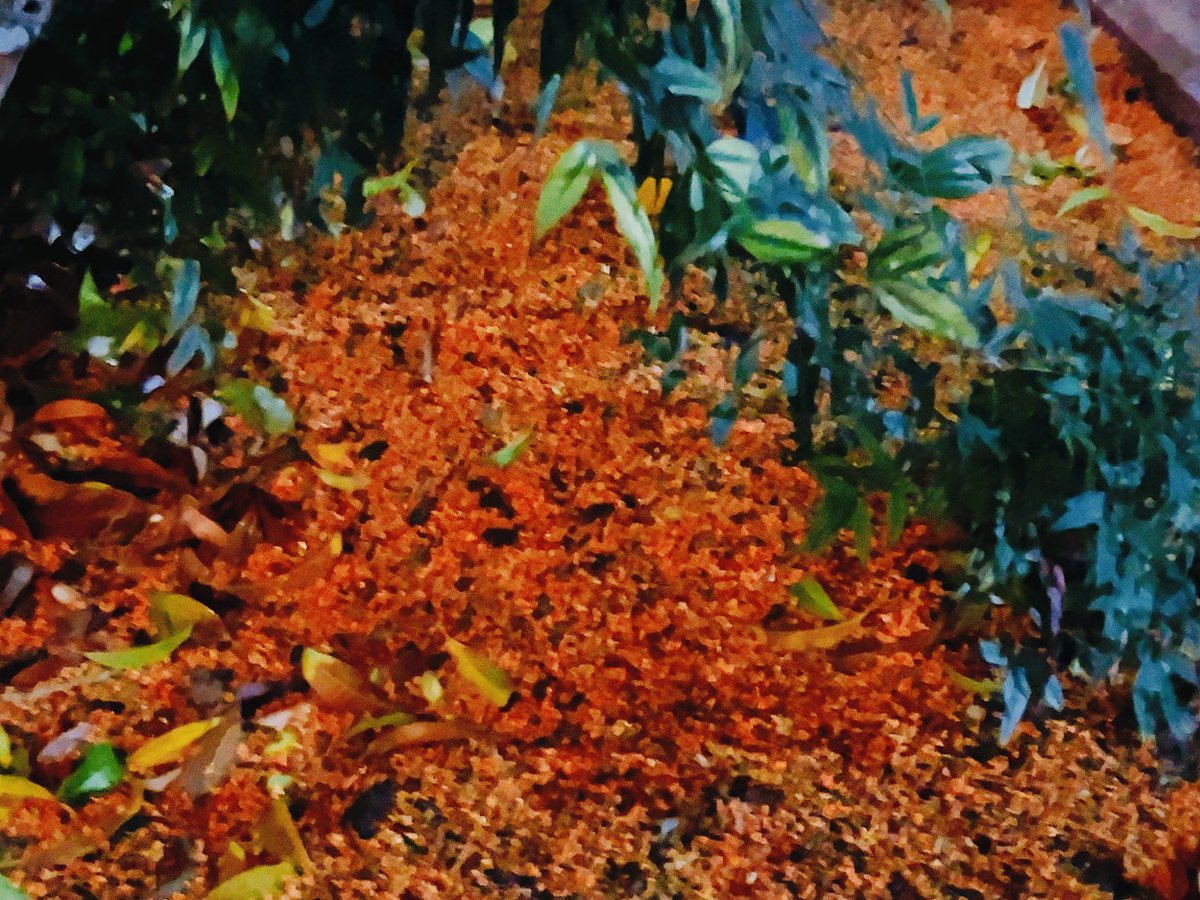 皆様に感謝しながらの帰り道に最寄駅から自転車に乗り
行きしなに綺麗だなと思った金木犀の花道の様な場所を帰りにも通ってみました😌

金木犀も散り…季節が変わりゆく事を知らせてくれてますね🍀

暑さ寒さは苦手だけど日本の四季は好きです🫶

皆様にも″金木犀の花道″を🧡📷

おやすみなさい🌙
涼風