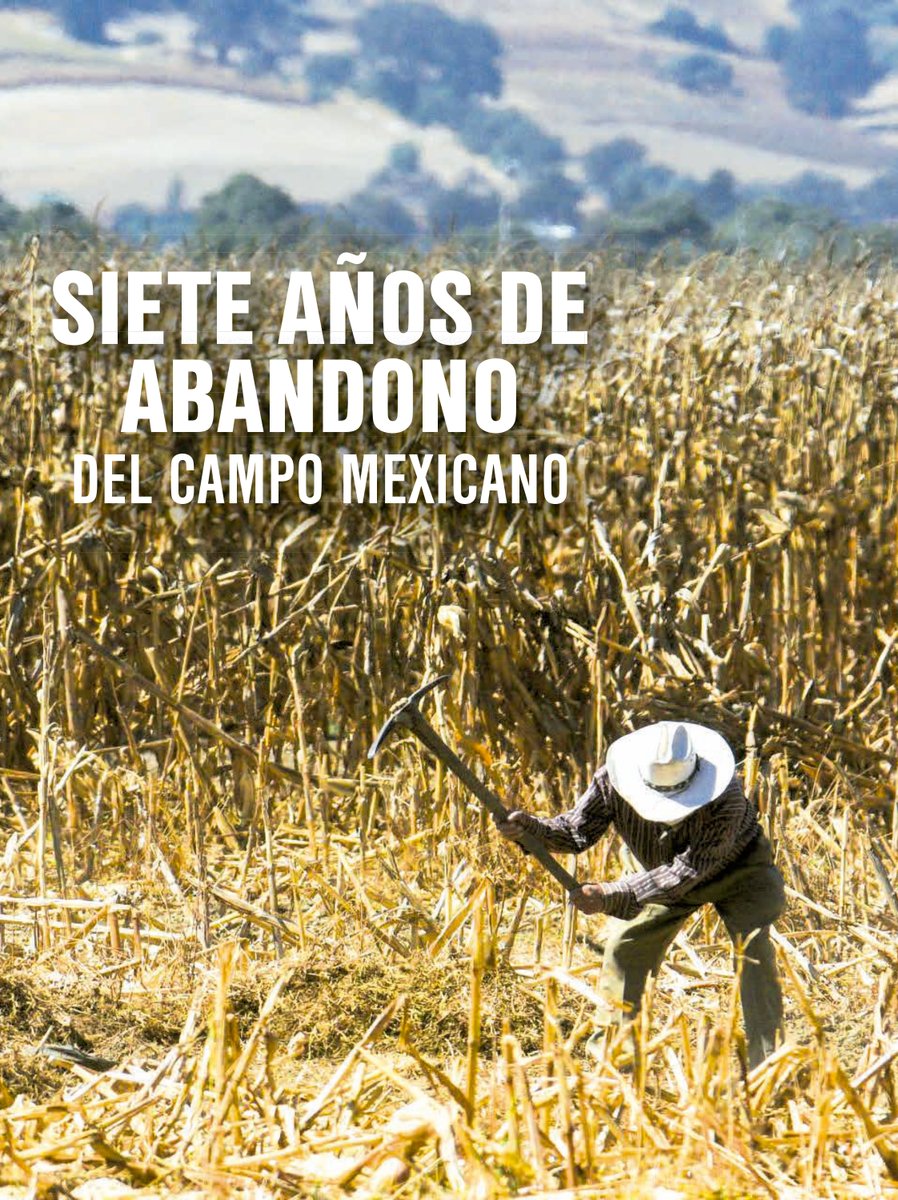 🔴#buzos | Siete años de abandono del campo mexicano 🚜🌽

Los productores agrícolas y ganaderos de 20 estados de la República Mexicana se hallan en pie de lucha a causa del abandono en que los gobiernos federales de Morena los han dejado durante siete años.

Lee más: