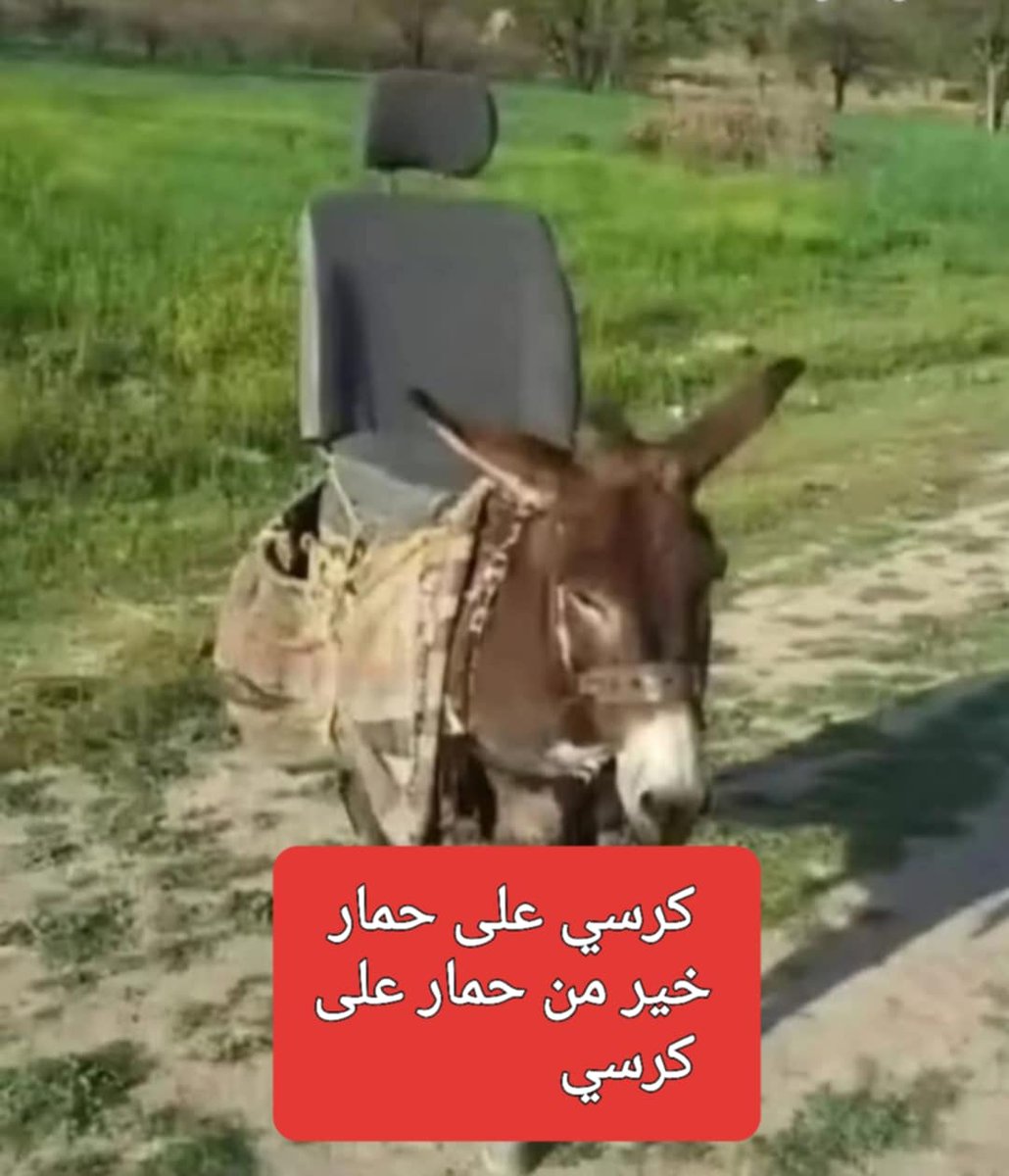 dr.sueadalmasri (@sueadalmas13748) on Twitter photo 