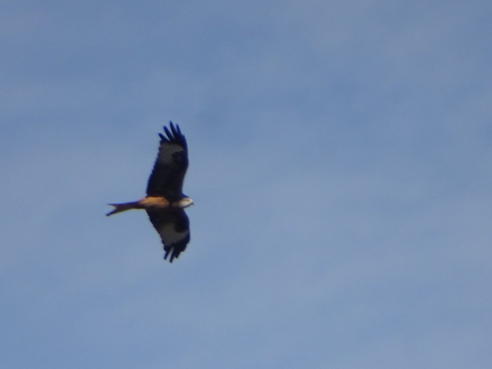 Hoy, en <a href="/PF_Valdebebas/">Parque Forestal Valdebebas - Felipe VI</a> , Reyezuelo sencillo, Pinzón real, Grulla común y Milano real ¡Aprovechando el festivo!😄